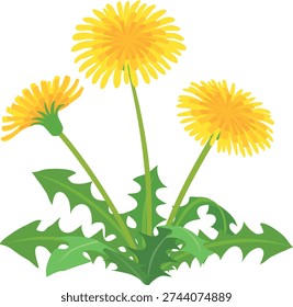 Detailed vector clip art of blossoming yellow dandelions with green jagged leaves. Isolated on white background, ideal for spring nature designs, gardening, or botanical illustrations.