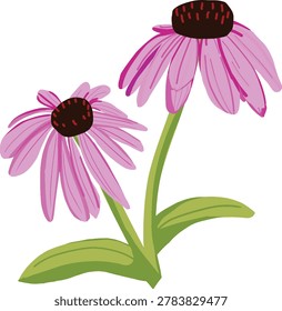 Detailed vector close up of a single purple coneflower. Elegant botanical floral element with green leaves for design asset.
