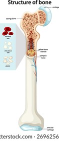 Diagrama vetorial detalhado da anatomia óssea humana, mostrando a medula, os vasos sanguíneos e os tipos de células