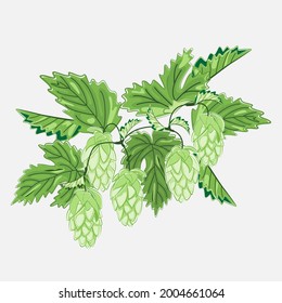 Dibujo vectorial detallado de brote de lúpulo con hojas y conos verdes aislados en fondo gris.Elemento de diseño botánico.Ilustración vectorial colorida.