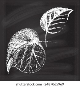 Detailed vector drawing on chalkboard of two leafy plants, perfect for artistic or botanical backgrounds