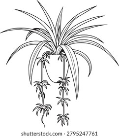 A detailed vector drawing of a potted palm plant with multiple offshoots growing from the base, ideal for nature and botanical stock imagery.