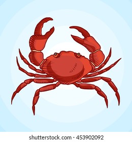 Detailed vector drawing of a sea crab