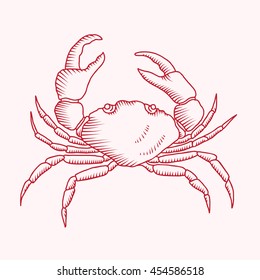 Detailed vector drawing of a sea crab