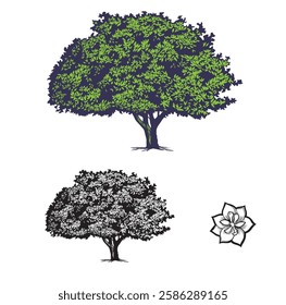 detailed vector drawing of a tree. Magnolia. Flower. Graphic. One-color drawing. Two-color drawing. created without using AI