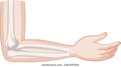 Detailed vector of elbow bones and muscles