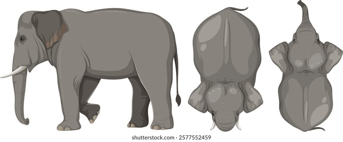 Detailed vector of elephant from different angles