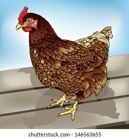 Detailed vector file of a Chicken/Chicken/easy to edit vector file, easy to edit layers groups, meshes and gradients used, black outline stroke file and line drawing look great too.