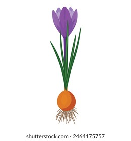 Detailed vector graphic showing a purple crocus flower with green leaves and roots on a white background