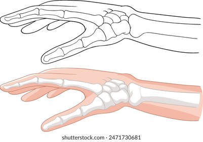 Detailed vector of hand bones and muscles