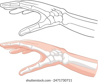 Detailed vector of hand bones and skin