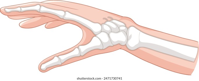 Vector detallado de los huesos de la mano y la piel