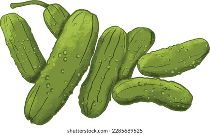 Detailed vector hand drawn whole pickles isolated on white background. Fresh vegetable produce farmers market organic cucumber illustration.