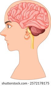 Detailed vector of human brain and head profile