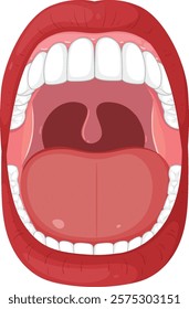 Detailed vector of human mouth and teeth