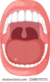 Detailed vector of human mouth and teeth