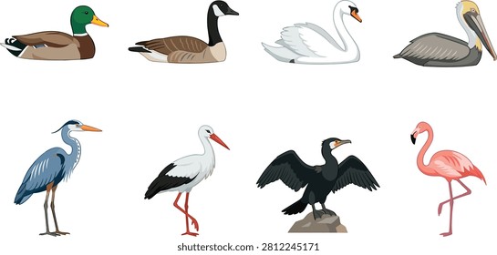 A detailed vector icon collection featuring popular water birds including a duck, goose, swan, pelican, heron, stork, cormorant, and flamingo. Ideal for wildlife guides, educational materials, nature branding, infographics, stickers, and commercial design projects.