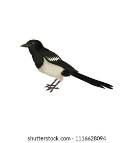 Detailed vector icon of wagtail. Small black and white bird with long-tail. Wildlife theme. Element for ornithology book or promo poster