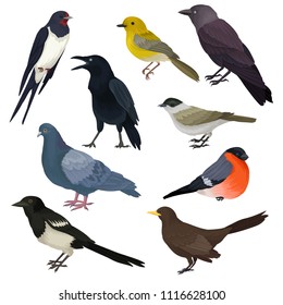 Detailed vector icons of different species of birds. Wildlife or fauna theme. Elements for ornithology book, print or promo poster