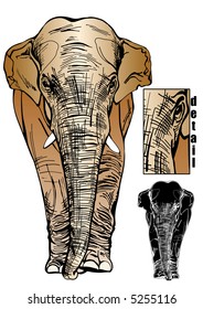 Detailed vector illustraition of big elephant goes forward