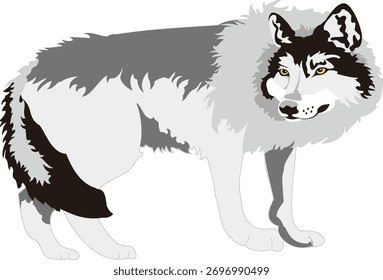 A detailed vector illustration of alpha wolf standing, perfect for wildlife art, educational designs, mascot branding, or creative decoration in digital projects.
