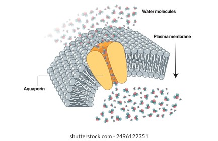 Ilustración vectorial detallada de la proteína de la acuaporina en el fondo blanco para el uso científico y educativo.