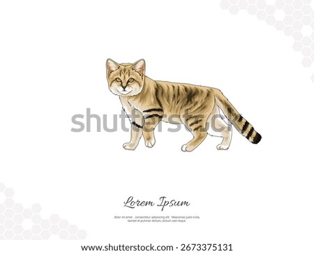 Detailed vector illustration of Arabian Sand Cat (Felis margarita thinobia). Perfect for wildlife education, animal posters, zoology projects, and nature conservation materials.