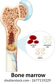 Detailed vector illustration of bone marrow anatomy, blood cell types, and vascular structure in bone