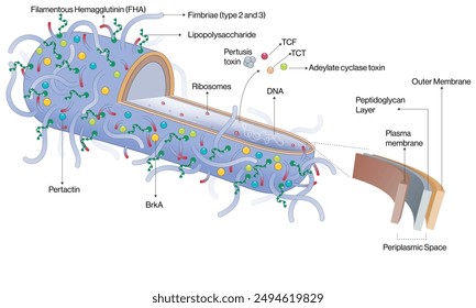Detailed Vector Illustration of Bordetella pertussis on White Background for Scientific and Educational Use.