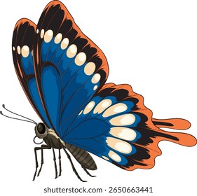Detailed vector illustration of a butterfly with striking blue and orange wings, showcasing intricate patterns and vivid colors