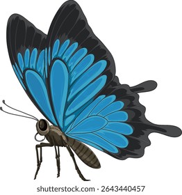 Detailed vector illustration of a butterfly with vivid blue and black wings, showcasing intricate patterns and realistic textures