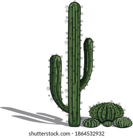 detailed vector illustration of cactus