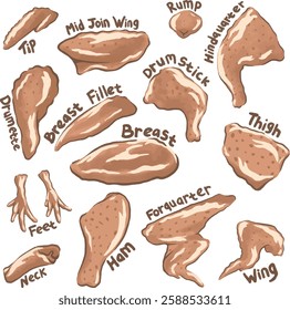 Detailed vector illustration of chicken cuts for culinary and educational purposes. High-quality, scalable graphic ideal for food blogs, butcher shops, recipe books, home  cooks, educators, and more.