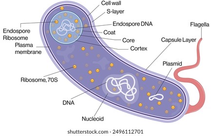 Detailed Vector Illustration of Clostridium difficile on White Background for Scientific and Educational Use.