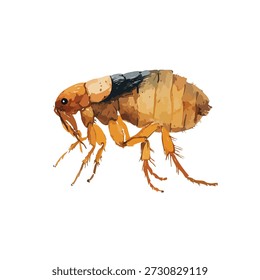 Ilustração vetorial detalhada de um parasita comum de pulgas, perfeito para controle de pragas, saúde animal e conteúdo educacional. Gráficos de alta qualidade para biologia.