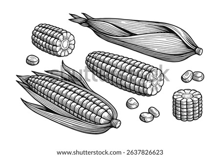 Detailed Vector Illustration of Corn on the Cob with Kernels and Husk in Line Art