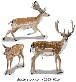 Detailed vector illustration of a deers