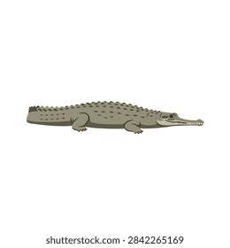 Detailed vector illustration of a False Gharial or Tomistoma crocodile isolated on white background