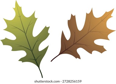 A detailed vector illustration featuring two red oak leaves shown in seasonal transition, one green and one brown-orange. The pointed lobes with bristle tips highlight the distinctive characteristics of red oak species, making this artwork ideal for autumn-themed designs, educational materials, and nature-inspired graphics.