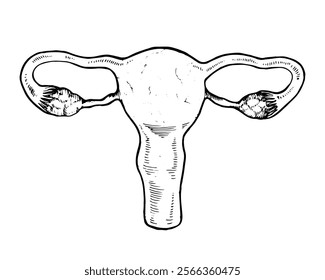 Ilustración vectorial detallada del sistema reproductor femenino, incluyendo el útero, los ovarios y las trompas de Falopio. Dibujado a mano en blanco y negro, ideal para fines médicos o biológicos