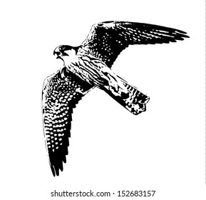 Detailed vector illustration of the flying falcon with beak open.