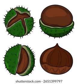 Detailed vector illustration of four chestnuts, showcasing whole and halved versions with spiky husks and smooth brown nuts, ideal for autumnal designs.