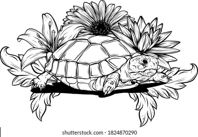 Detailed vector illustration of a generic tortoise land turtle in subtle greens.