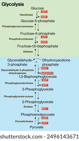 Detailed Vector Illustration of Glycolysis Metabolic Pathway on White Background, Cellular Respiration, Glycolytic Pathway Diagram.