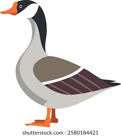 A detailed vector illustration of a goose standing in profile. The bird has a sleek, natural design with brown and white feathers, an orange beak, and webbed feet. Perfect for farm, nature, or animal-