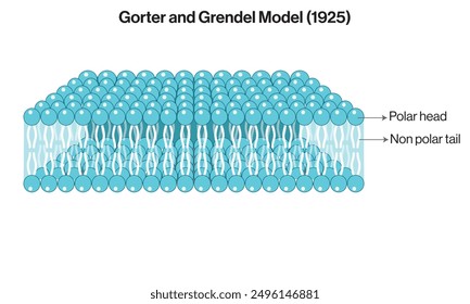 Detailed Vector Illustration of Gorter and Grendel 1925 Plasma Membrane Model on White Background, Historical Model Diagram.