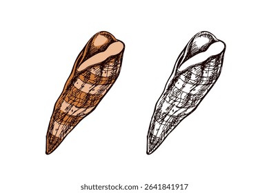 Detailed vector illustration of a hand drawn elongated brown seashell in vintage sketch style. Includes both colored and monochrome versions. Perfect for marine and beach themed designs.