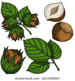 A Detailed Vector Illustration of Hazelnuts: A Collection of Whole Hazelnuts, Halved Hazelnuts, and Hazel Leaves, Depicting the Nut in its Shell and Out of its Shell with Vibrant Green Foliage.