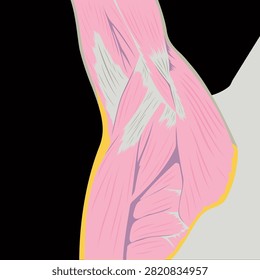 Detailed vector illustration of the human axillary region showing the shoulder muscles, pectoral muscles and axillary anatomy with the arm raised. Educational medical anatomy diagram isolated on a black background.