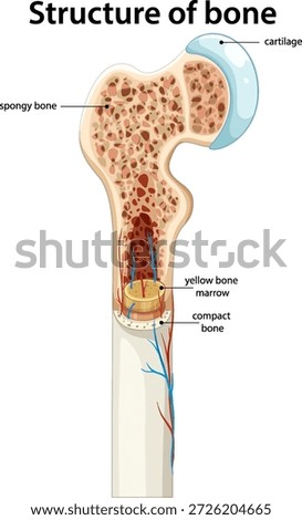 Detailed vector illustration of human bone anatomy showing spongy bone, marrow, cartilage, and vessels